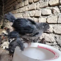 جوجه مرغ خروس محلی،مرندی،برهما واکسن زده زیرقیمت