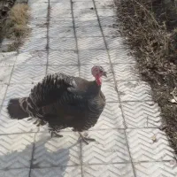 بوقلمون ماده چاق و جوان و تخمگذار
