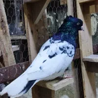 جفت کله سیاه.درجه یک