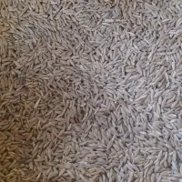 جو محلی درجه 1 کیلویی 63 مقطوع