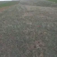 فروش زمین دیم در روستای الخلج به قیمت مناسب