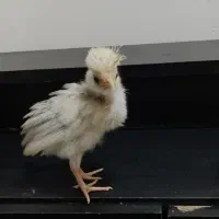 جوجه
