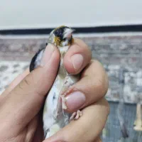 سهره  ماده چونه خطی نر جفتی