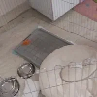 سگ شیتزو کراس ۹ ماهه تربیت شده