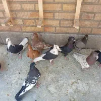 پرنده فروشی تصدیقی