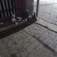 چهار عدد دورگ فقد فقد ۱۷۰۰