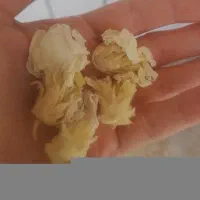 فروش گل ختمی دارویی