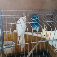 هلندی لوتینیو مولد با جوجه