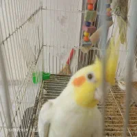 عروس هلندی جفت متن حتما بخون مفت مفت