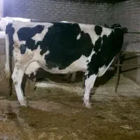گاو هلشتاین اصیل ۴ماه ابستن ۱۷کیلو شیر