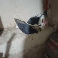 نروماده سیاه تخت دم سفیدتهرانی