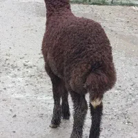 بره نر جنس افشاری