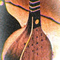 تدریس تار و سه تار