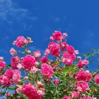 شاخه گل قشنگ