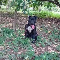 پیتپول ۱۲ماهه خام پر حرص خط خونی خوب