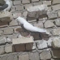 چند تا پرنده اینستایی