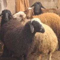 گوسفند زنده به همراه ذبح