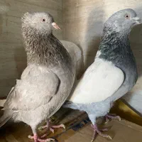 نر وماده سینه سبز وسوسنی