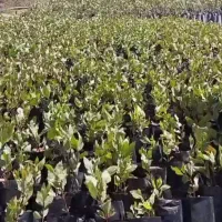 نهال پسته پایه زرندی و آموزش رایگان باغداری پسته