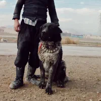 سگ قهدرجونی