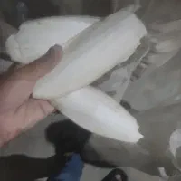کف دریا
