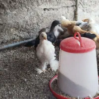 جوجه برهما لایت
