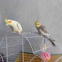 جفت عروس هلندی
