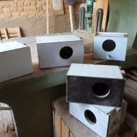 لانه عروس هلندی