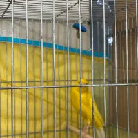 قناری سوپر رسمی مست