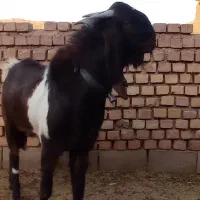 نربزپاکستانی وبزپاکستانی اصل