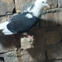 کبوتر|پرنده|خمین, |دیوار