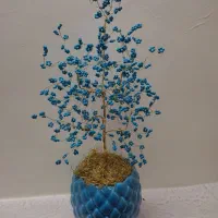 درختچه چشم نظر