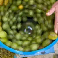 پوست کنی بادام و گردو