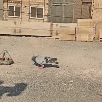 کفتر