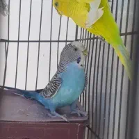 جفت مرغ عشق