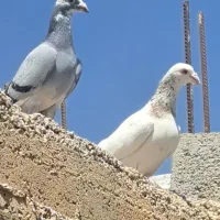 ابلق سرور نره