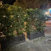 ۳ تا گلدان بتونی یاس هلندی