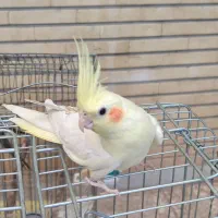 عروس هلندی رام و دستی