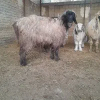 گوسفنده زنده