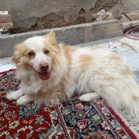 سگ پاکوتاه