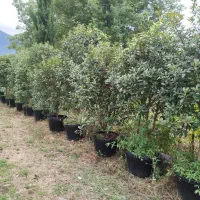 فوتونیا جعبه ۶۰ پایه دار
