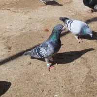 معاوضه کفتر آلمانی با سار