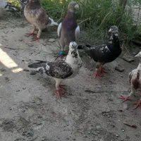کبوتر المانی