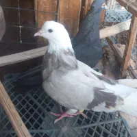 کبوتر پلنگ