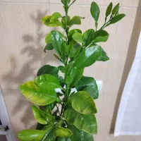 گیاه ،نارنج