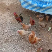 مرغ وخروس