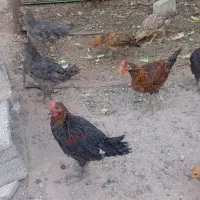 مرغ و خروس محلی