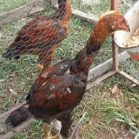 حیوانات مرغ خروس لاری