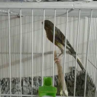 قناری ابلغ سبز نر