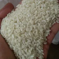 برنج چمپا محلی ب شرط پخت